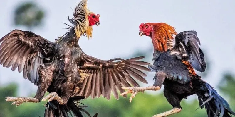 Luật đấu gà chọi đơn giản nhưng cần nắm rõ Luật đấu gà chọi đơn giản nhưng cần nắm rõ
